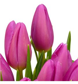 Tulipan airbus 36 - TULAIR