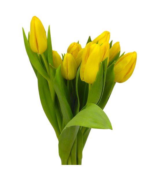 Tulipan agrass gold 36 - TULAGRGOL