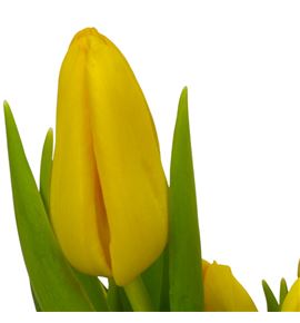 Tulipan agrass gold 36 - TULAGRGOL