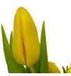 Tulipan agrass gold 36 - TULAGRGOL1