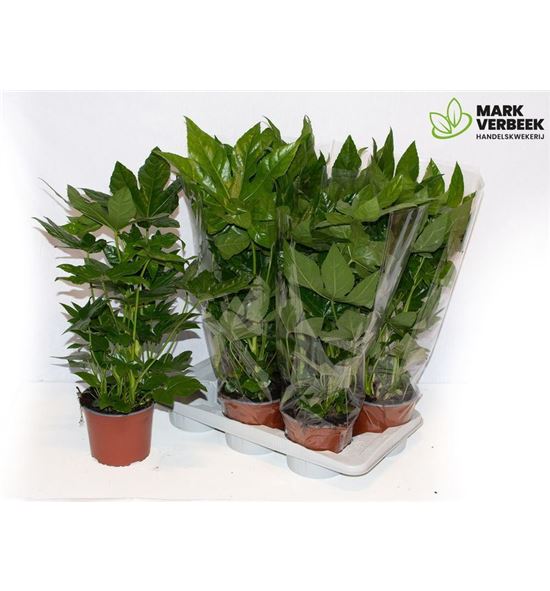 Pl. fatsia japonica 55cm x6 - FATJAP61755