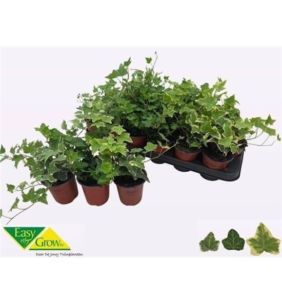 Pl. hedera helix mixto 10cm x18 - HEDHMIX18910