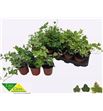 Pl. hedera helix mixto 10cm x18 - HEDHMIX18910
