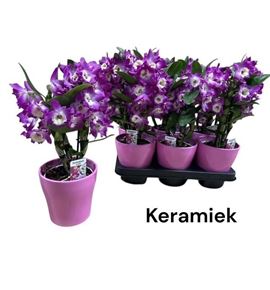 Pl. dendrobium nobile cultivars 40cm x6 - DENNOBCUL61240