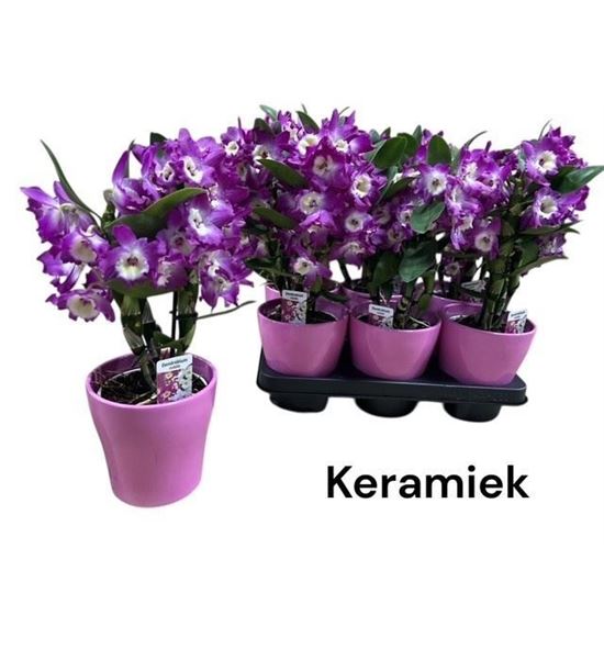 Pl. dendrobium nobile cultivars 40cm x6 - DENNOBCUL61240