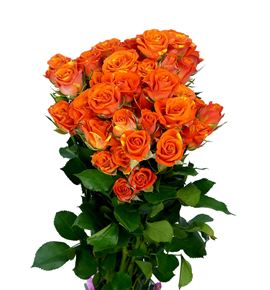 Rs ramificada smashing 70 - RTRSMA