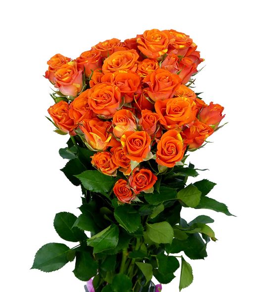 Rs ramificada smashing 70 - RTRSMA