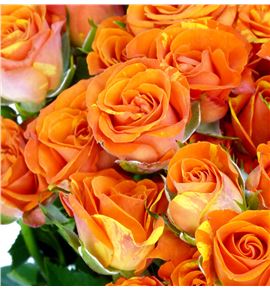 Rs ramificada smashing 70 - RTRSMA