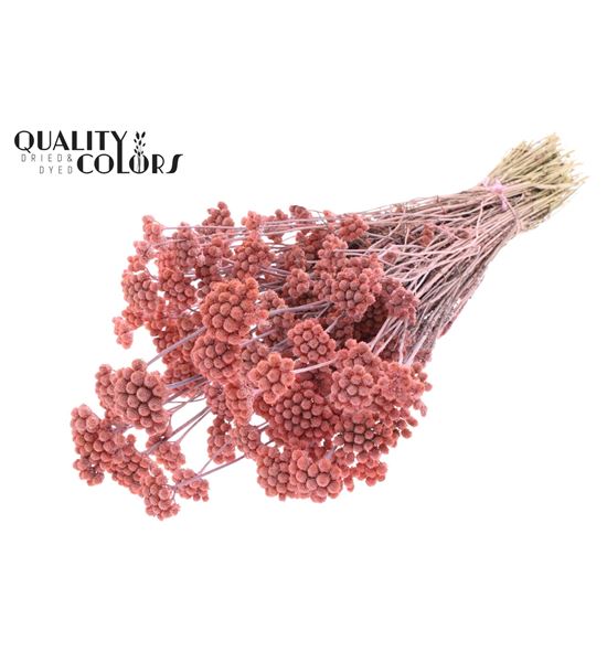 Lona seco frosted pink - LONSECFROPIN