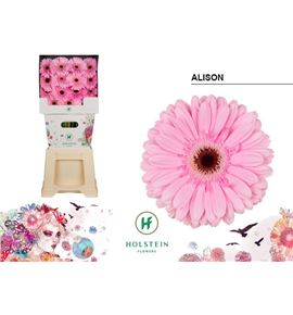 Gerbera alison 50 x15 - GERALI5015