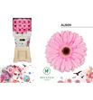 Gerbera alison 50 x15 - GERALI5015