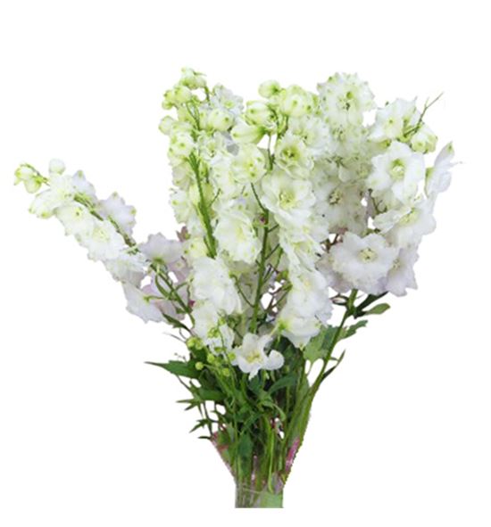 Delphinium aurora white 100 - DELAURWHI