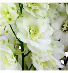 Delphinium aurora white 100 - DELAURWHI