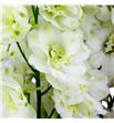 Delphinium aurora white 100 - DELAURWHI1