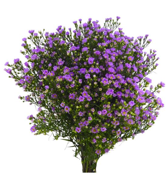 Aster teeny tiny pink 80 - ASTTEETINPIN