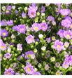 Aster teeny tiny pink 80 - ASTTEETINPIN1