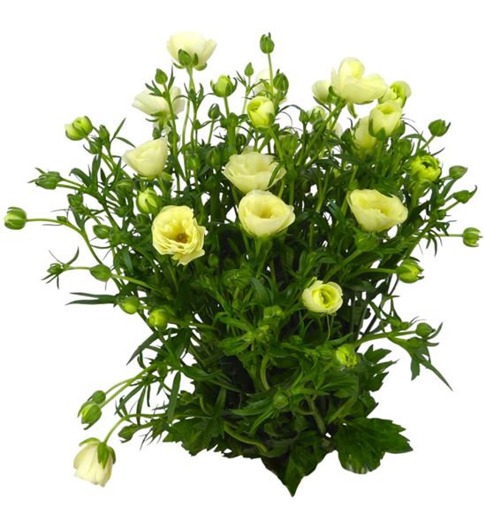 Ranunculo butterfly keramo 50 - RANBUTKER