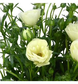 Ranunculo butterfly keramo 50 - RANBUTKER