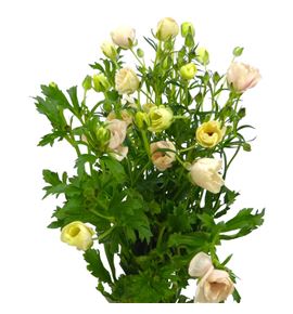 Ranunculo butterfly melissa 60 - RANBUTMEL