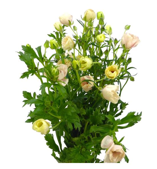 Ranunculo butterfly melissa 60 - RANBUTMEL