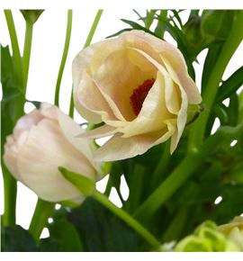 Ranunculo butterfly melissa 60 - RANBUTMEL