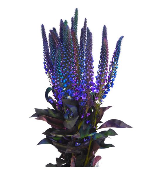 Lysimachia mixto 70 - LYSMIX