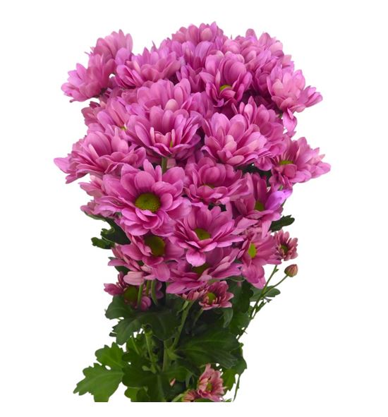 Marg hol resq lucie - MHRESLUC