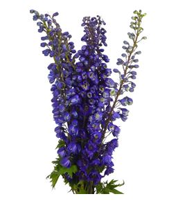 Delph pacific giant 80 - DELPACGIA