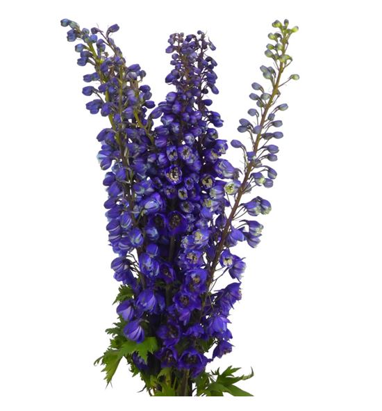 Delph pacific giant 80 - DELPACGIA