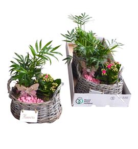 Pl. composicion planta interior 25cm x3 - COMPLAINT32025