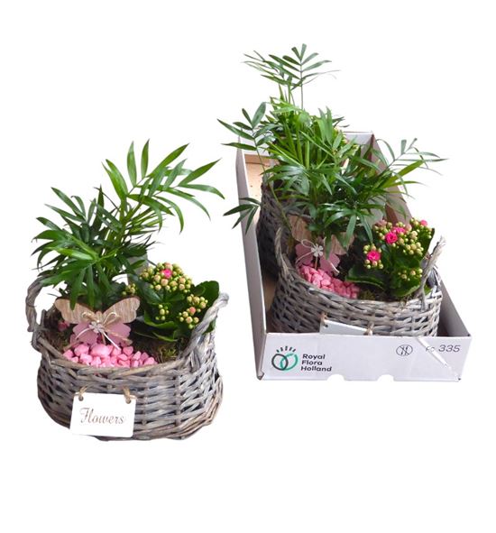 Pl. composicion planta interior 25cm x3 - COMPLAINT32025