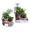 Pl. composicion planta interior 25cm x3 - COMPLAINT32025