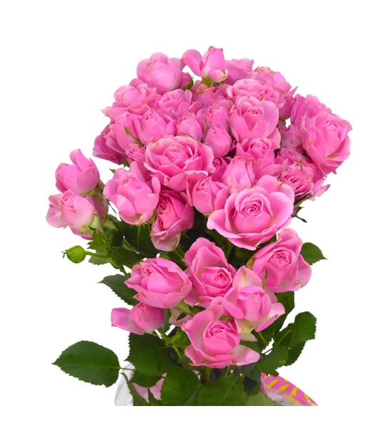 Rs ramificada one top 60 - RTRONETOP