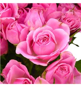 Rs ramificada one top 60 - RTRONETOP