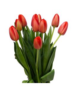 Tulipan spot on 38 - TULSPOON