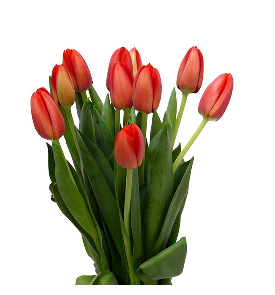 Tulipan spot on 38 - TULSPOON