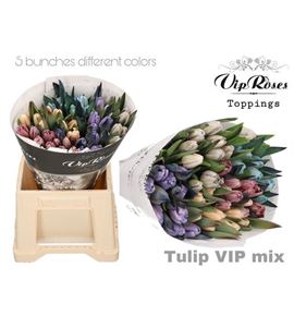 Tulipan tenido mixto 40 - TULTENMIX
