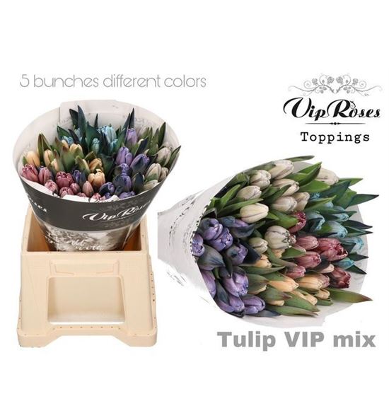 Tulipan tenido mixto 40 - TULTENMIX