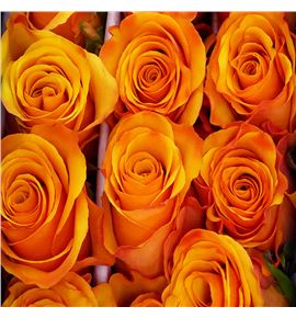 Rosa ecu tycoon 50 - RETYC