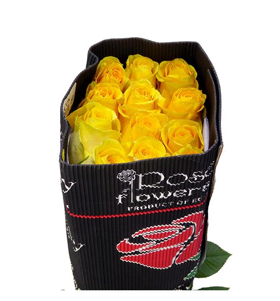 Rosa ecu momentum 40 - REBRI