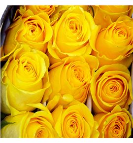 Rosa ecu momentum 40 - REBRI