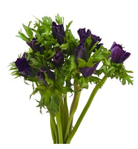 Anemona bordeaux 40 - ANEBOR