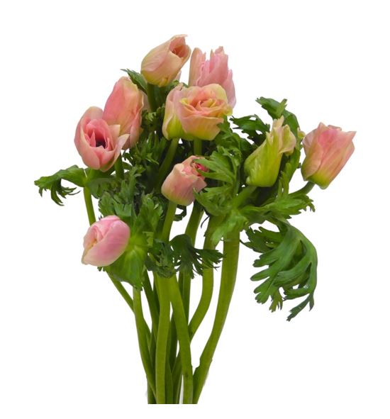 Anemona carmel barbi 45 - ANECARBAR