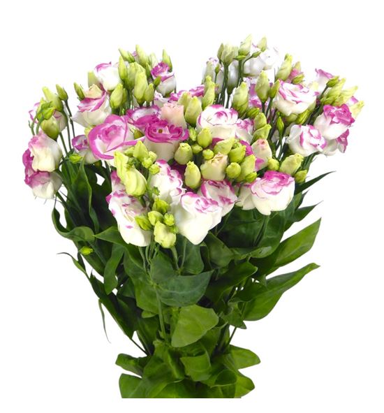 Lisianthus exc. hot pink 75 - LISEXCHOTPIN