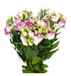 Lisianthus exc. hot pink 75 - LISEXCHOTPIN