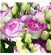 Lisianthus exc. hot pink 75 - LISEXCHOTPIN1