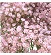 Gyps teñido pink 70 - GYPTENPIN1