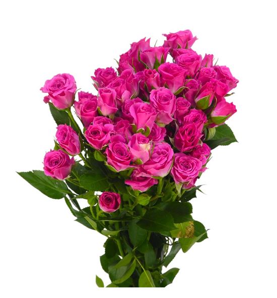 Rs ramificada lovely lydia 60 - RTRLOVLYD