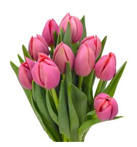 Tulipan etched salmon 37 - TULETCSAL