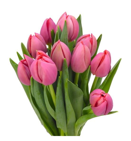 Tulipan etched salmon 37 - TULETCSAL